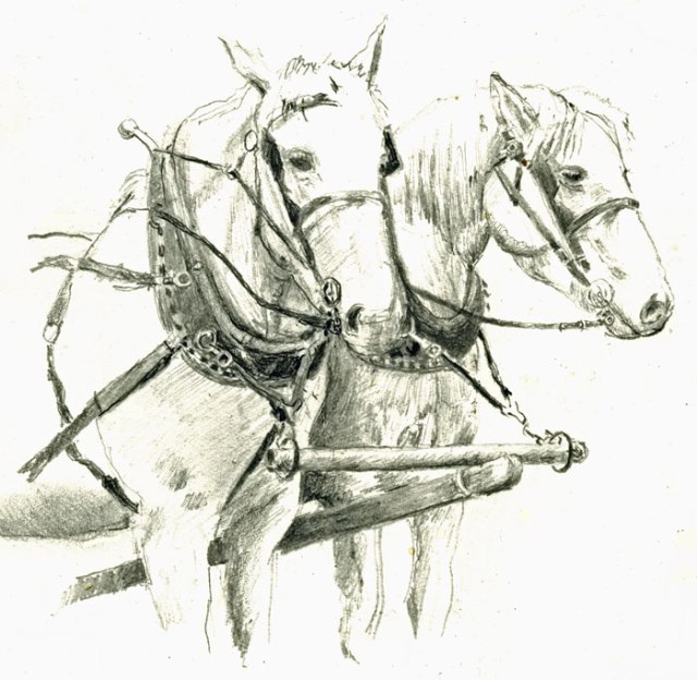 horses-white-percherons